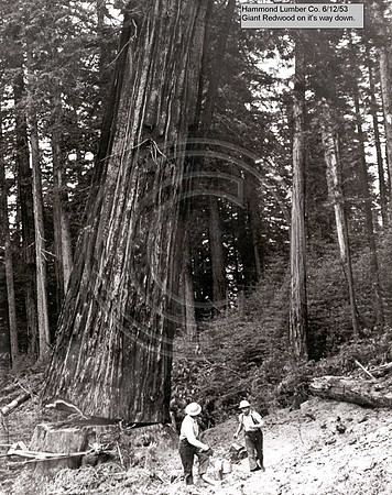 TIMBER !!! Jordan Creek