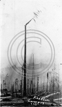 Dave Lewis topping a spar pole at Korbel camp19