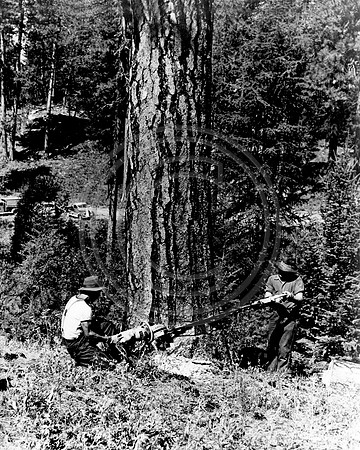 Electic chain saw