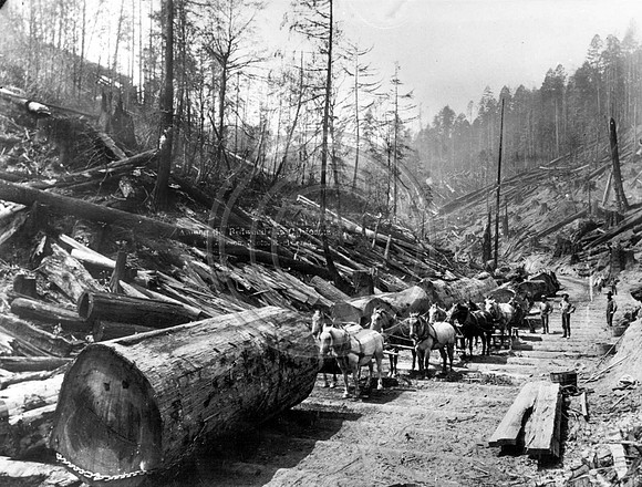 Horse teams pulling logs on a skid row