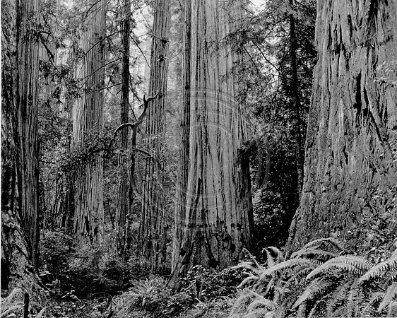 oldgrowth1