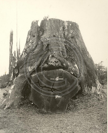 Tree Over Windfall