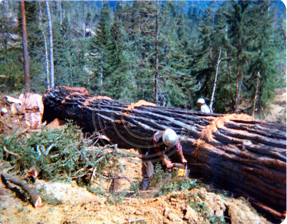 Bucking the log Bob Dunham front Bill Nichols in back of Money tree (not too big not too little) easy to cut