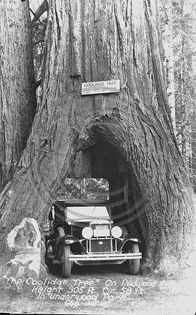 Coolidge Redwood Tree in Underwood Park