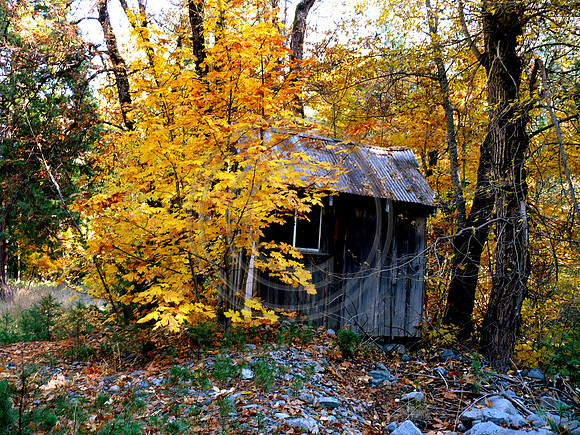 Ripple Creek Shack