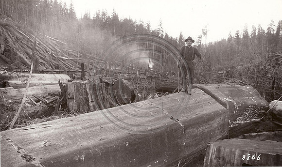Logging Scene #1
