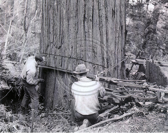 Cutting Tree 1941 Undercutting Tree