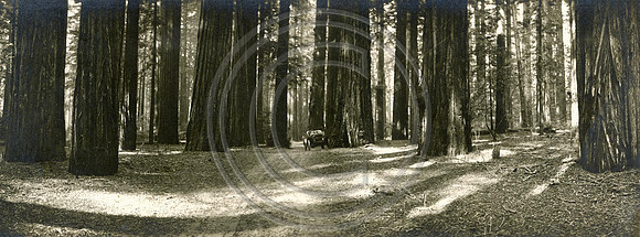 Virgin Redwood