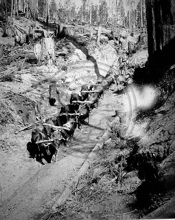 Oxen team pulling logs along a skid road