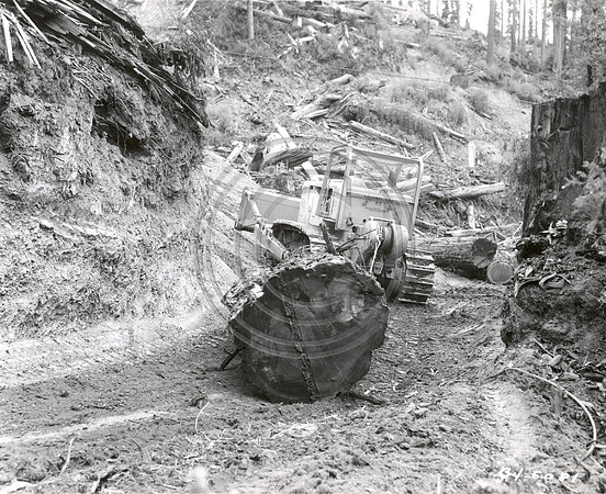 Cat Skidding Log