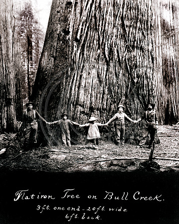 Flat Iron Tree