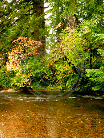 Oregon Creek at Silverfalls