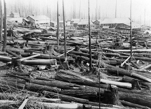 Redwood forest clear cut around a mill Humboldt County