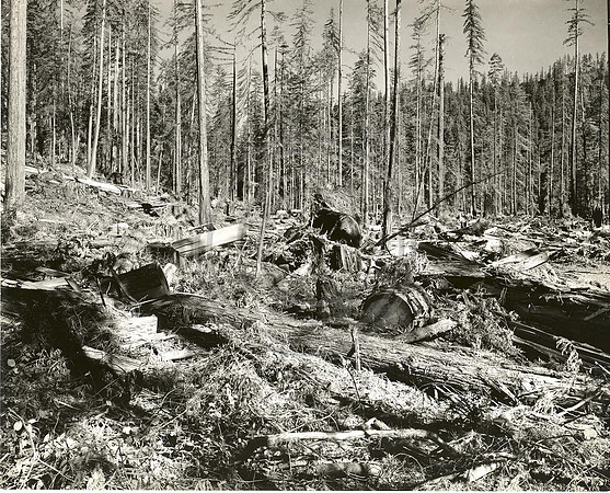 Logged Area