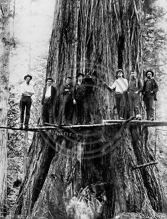 6 LOGGERS ON SPRING BOARDS