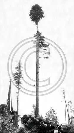 High Climber Preparing to - Top- a Redwood tree to be used as a spar Pole for logging shot at Freswater operations of the pacific Lumber co. 1930