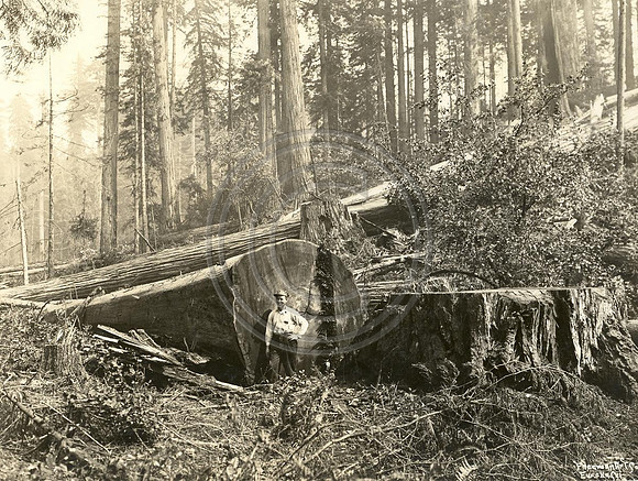 Logging Scene #2