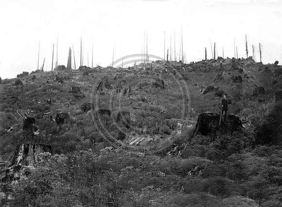 Sprouts appear around the stumps very soon after harvest 2 years after logging at Freshwater
