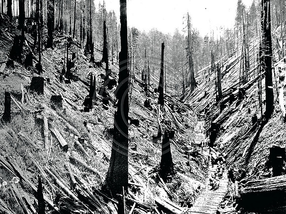 Aerial Carnage of the Redwood Forest